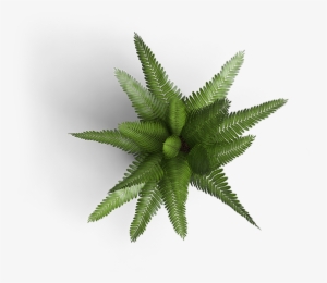 Submit - Fern Top Down Png #329266