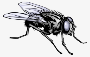 Vector Illustration Of Housefly Insect Fly Bug At Rest #329532
