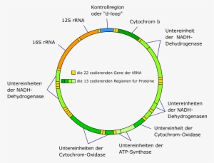 Mitochondrial Dna De - Mitochondrial Dna Png #329533