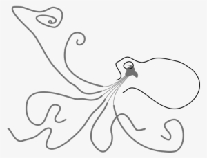 Octopus Nervous System - Nervous System #329599