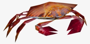 Sally Lightfoot Crab - Sally Lightfoot Crab Png #329641