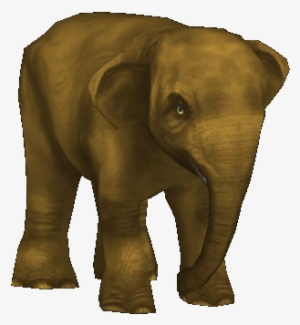 Borneo Pygmy Elephant , F2 #329667 Borneo Pygmy Elephant , F2 #329667