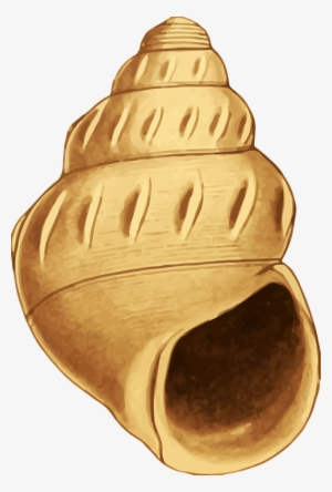 Concha Do Mar Desenho Png #3203159