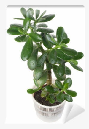 Dollar Tree #3203659