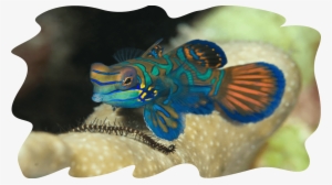 Muck4 - Coral Reef Fish #3203832