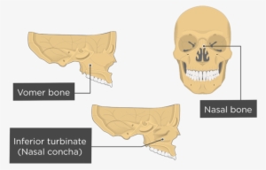 Nasal, Vomer, And Inferior Turbinate Bones Overview - Vomer And Inferior Nasal Concha #3204042
