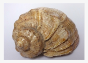 Gastropod Shell #3204282