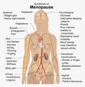 Menopause - Internal Organs Of Man #3204359