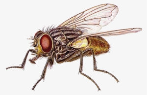 House Fly #3205359