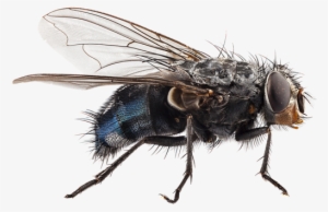 Residual Insecticides- Spray Surfaces Where Fruit Flies - Body Speaks: An Introduction To Forensic Biology #3205517