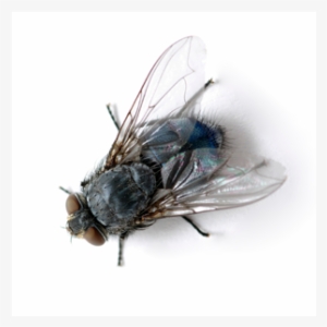 Appearance, They Are Easily Identified By The Metallic - House Fly #3205661