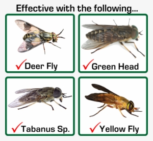 Effective For The Following - Horse Fly Vs Deer Fly #3205685