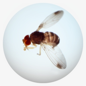 Spotted Wing Drosophila - Fruit Flies #3205879