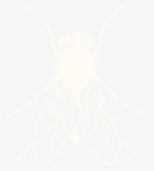 Mosca Grande Trasparente - Housefly #3206036