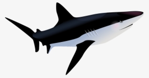 Tiger Shark Clipart Hiu - Tropische Vissen Png #3206397