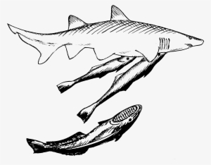 Shark And Remora Drawing - Shark And Remora Black And White #3206439
