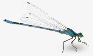 Dragonfly Png Pic - Transparent Background Dragonfly Png #3206745