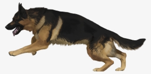 Saddle Tan - Examples Of Back Breeding #3209986