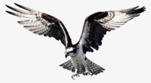 Eagle Bird Hawk Wild Animal Prey 1643086 - Cooler Adler Und Landschaft Postkarte #3215164