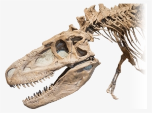 No Alt Exists For This Image - Dinosaur Bones #3221230