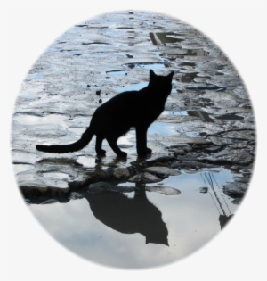 Anonymous-1483479988 - Reflection #3221233