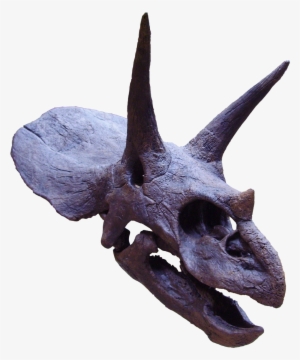 Triceratops Skull, Showing Horns And Frill Oxford University - Triceratops Head Png #3221270