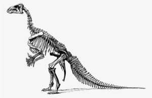 Tyrannosaurus Fossil Skeleton Transparent Png Sticker - Black And White Dinosaur Skeleton #3221332