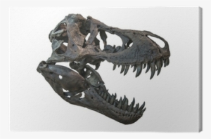 Craneo De Tyrannosaurus #3221352