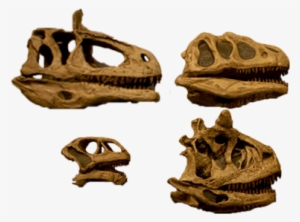 Four Dinosaur Skulls - Dinosaur #3221390