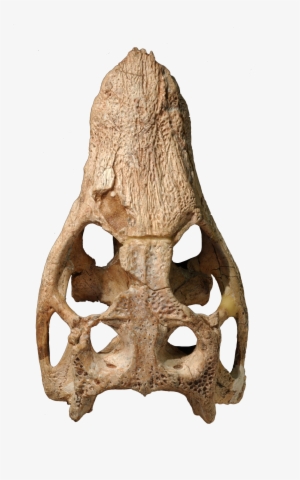 Early Dinosaurs - Araripesuchus Skull #3221408