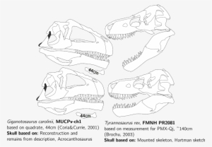 However I Think The Gaping Mouth Makes Fmnh Pr 2081 - Giganotosaurus Skull Vs T Rex Skull #3221556