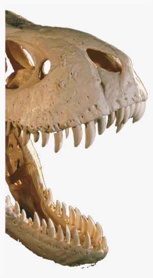 In The Jurassic Park Movies, The Dinosaurs Are The - T Rex #3221665