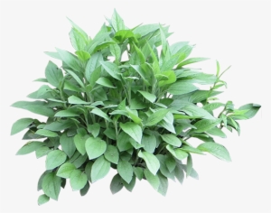 Shrub Divider - Shrubs For Photoshop #3222854