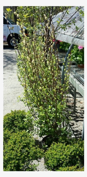 Jacques Flower Shop - Buttonbush #3222915