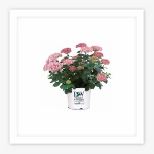 Proven Winners® Colorchoice® Flowering Shrubs - Hydrangea Invincibelle Spirit 2, 3 Gal #3222919