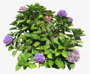 Florists Hydrangea - Hydrangea #3222991