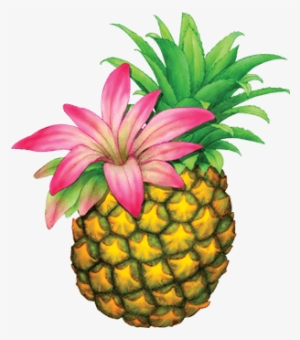 Organically Grown Botanicals In Our Ferment Add Delicate - Pineapple #3223654