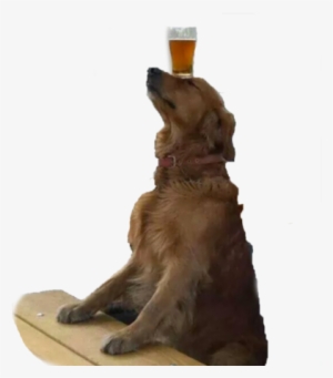 A Very Good Boy Transparent Ur Blog Png Doge Dog Tumblr - Dog Transparents #3224253