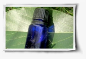 3 Essential Oils For Your Herbal Medicine Cabinet Post - Bathroom Cabinet #3225829