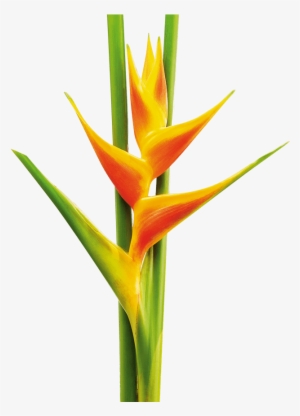 Yellow And Orange Heliconia - Heliconia Png #3225832