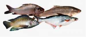 Product Was Successfully Added To Your Shopping Cart - Fish Scale #3226082