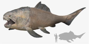 Dunkleosteus Artist's Impression - Size #3226308