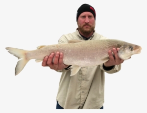 Dustin Meeter Landed His 6 Pound, 3 Ounce Lake Whitefish - Recreational Fishing #3226553