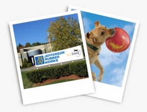 About Ruffdawg - Dog #3227715