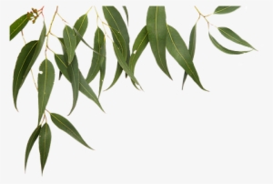 Gum Leaf Png - Gum Leaves Border #3228065