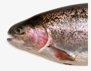 A Face Only A Mother Could Love - Whole Fish Raw #3228529