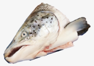 Голова Лосося Png #3228781
