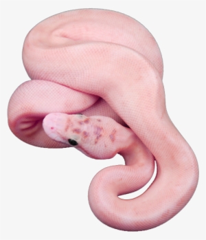 #snake #png #transparent - Mint Green Snake Name #3228805