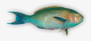 Bullethead Parrotfish - 鹦鹉 鱼 #3228860