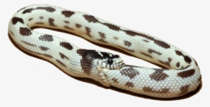 Snake Eating Its Own Tail - Snake Eating Tail - Free Transparent PNG ...